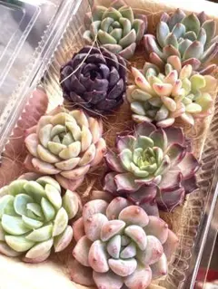 現品発送❣️大苗詰め合わせセット❣️多肉 韓国苗 寄せ植え カット苗 アメイジング