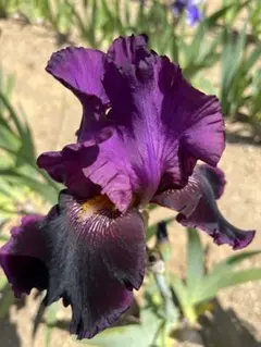 Fazz様 リクエスト 3点 まとめ商品