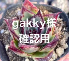 gakky様確認用