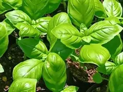 アネモネ様 リクエスト 2点 まとめ商品