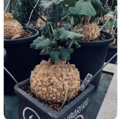 b219マテレア シクロフィラ Matelea cyclophylla 特大株のサムネイル