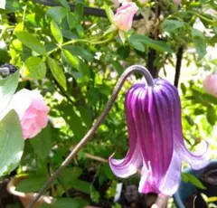 2026年最新】クレマチス種の人気アイテム - メルカリ