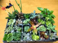 カラフル多肉弁当 (秋用中パック) カット苗