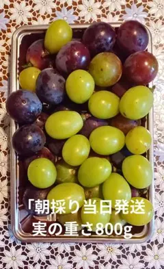 高級ぶどう 食べ比べセット 800g（シャインマスカット＆グロースクローネ）