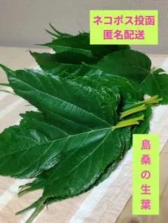 Item thumbnail for item b6fa0c3e-263f-4245-ab99-2da21f33959e