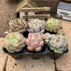 プラグ苗6苗セット　多肉植物　エケベリア　韓国苗