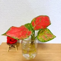 miyoko様 リクエスト 2点 まとめ商品