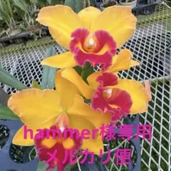 hammer様 リクエスト 2点 まとめ商品