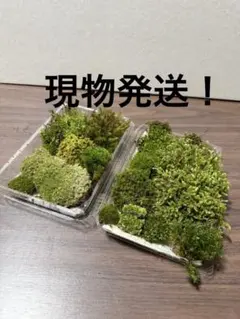 たまごどり様 リクエスト 2点 まとめ商品