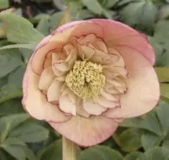 2025年最新】八重のクリスマスローズの人気アイテム - メルカリ