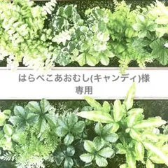 はらぺこあおむし(キャンディ)様専用ページ トリミングチョーカーさくら春アソート