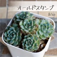 多肉植物【オールドスタンプ】エケベリア ポットごと or 抜き苗 90プレステラのサムネイル