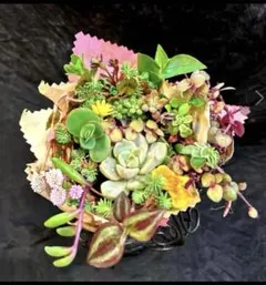 オレンジママ様 リクエスト 3点 まとめ商品