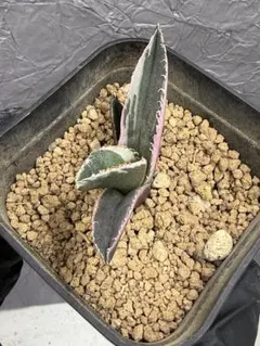 2026年最新】アガベ 錦の人気アイテム - メルカリ