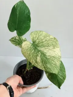 2026年最新】天津蘭の人気アイテム - メルカリ