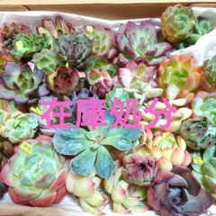 a36多肉植物エケベリア❗訳あり苗＆在庫処分セット❗