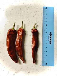 韓国唐辛子　種30粒　おまけ唐辛子１本付