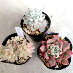 2025年最新】多肉弁当の人気アイテム - メルカリ