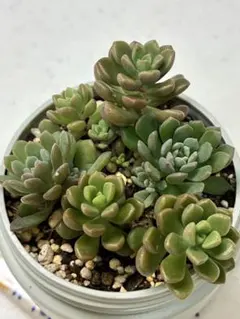 多肉植物 .:*☆リンダリンダ* 　　抜き苗のサムネイル
