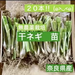 말린 양파 모종 20종 (><) ♪ 뿌리가 건강한 나라현