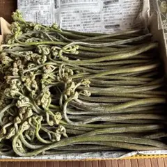 ＊むぎ茶＊様専用 天然 わらび 1.8kg