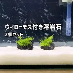 無農薬】ウィローモスマット 約5cm×5cm 2枚 - メルカリ