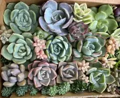 エケベリア 多肉植物　寄せ植え