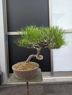 五葉松 盆栽 根上がり 鉢植え - メルカリ