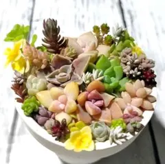 F 多肉植物 ちまちま寄せセット カット苗