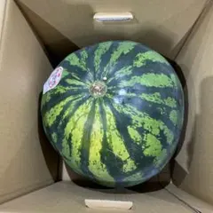 482千葉県産まるあさ大玉スイカ良品4Lサイズ1箱2玉入り 482千葉県産まるあさ大玉スイカ良品4Lサイズ1箱2玉入り - メルカリ