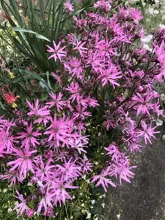 宿根草 四季咲性ツルバキア斑入シルバーレース3芽苗を2株 - メルカリ