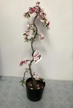 ソフィア様専用