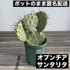 オプンチア　サンタリタ　5株セット 2025年最新】オプンチア サンタリタの人気アイテム - メルカリ