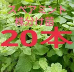 スペアミント株分け苗 20本 ★最強ミント 良い香り葉をたくさんつけます