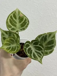 アンスリウム　ドラヤキ 観葉植物