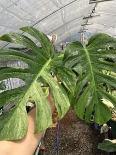 n*a様 特選大株‼️ボルシギアナ&デリシオーサミックスフルミント❣️トップ側‼ 2025年最新】ボルシギアナ ミントの人気アイテム - メルカリ