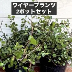 現品】レア♡斑入り♡シュガーパイン♡3号♡ポットごと宅急便
