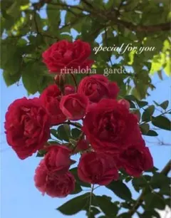 2本＊挿し穂◇薔薇 バラ 別名 エデン ローズ88 カップ咲 挿し木用