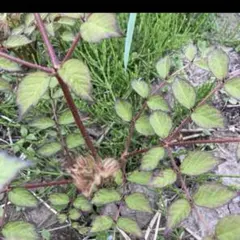 天然タラの芽根付き2本のサムネイル