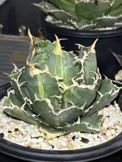 アガベ　白鯨　チタノタ　コレクション株　抜き苗発送　子株3つ付き　ボールタイプ アガベ 白鯨 チタノタ コレクション株 抜き苗発送 子株3つ付き