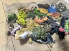 フトアゴヒゲトカゲ・ヒョウモントカゲ飼育本4冊セット - メルカリ