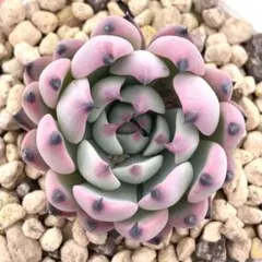 2026年最新】紫紺の矢 ミックスベリアの人気アイテム - メルカリ