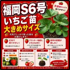 福岡S6号 いちご苗 3株 7.5センチポット - メルカリ