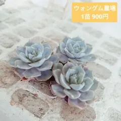 ウォングム農場◎ローズオブビトレイアル◎多肉植物 カット苗 輸入苗
