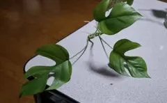 Sachimama様 リクエスト 2点 まとめ商品