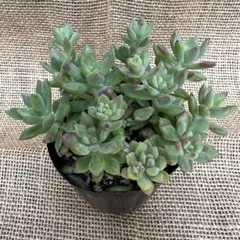 ピンクルルビー① 抜き苗 4苗セット 多肉植物 エケベリア ピンクルビー