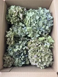 紫陽花 ドライフラワー 北海道産 80サイズ 33 - メルカリ