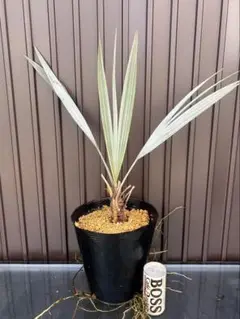 2026年最新】ブラヘアアルマータの人気アイテム - メルカリ