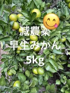徳島県産梅 6kg 無農薬 - メルカリ