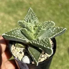 フォーカリア怒涛(seedling) フォーカリア怒涛(seedling) - メルカリ